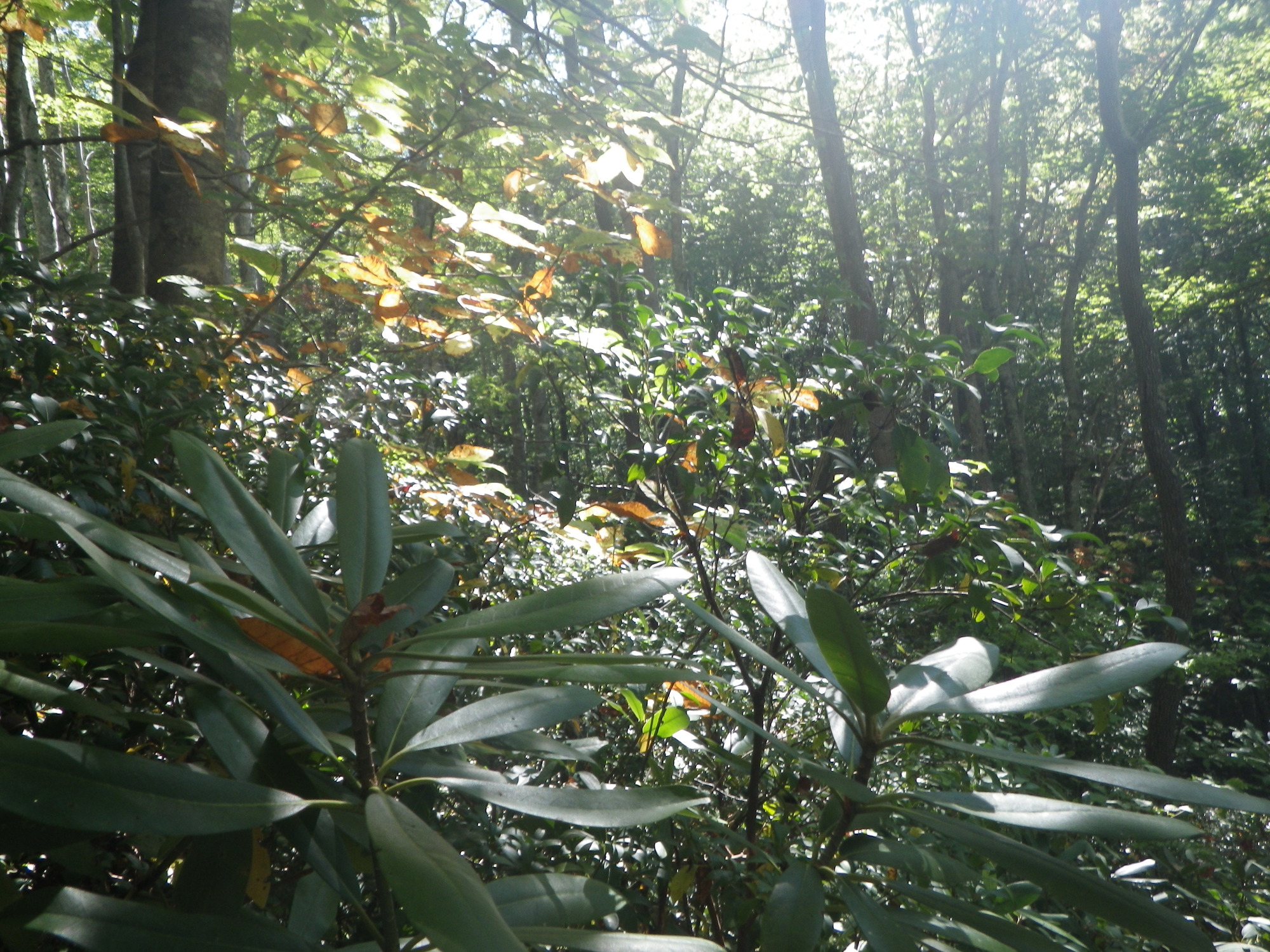 GRSM Accuracy Assessment. Plot Code: GRSM_AA_0193_3