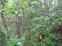 GRSM Accuracy Assessment. Plot Code: GRSM_AA_0212_5