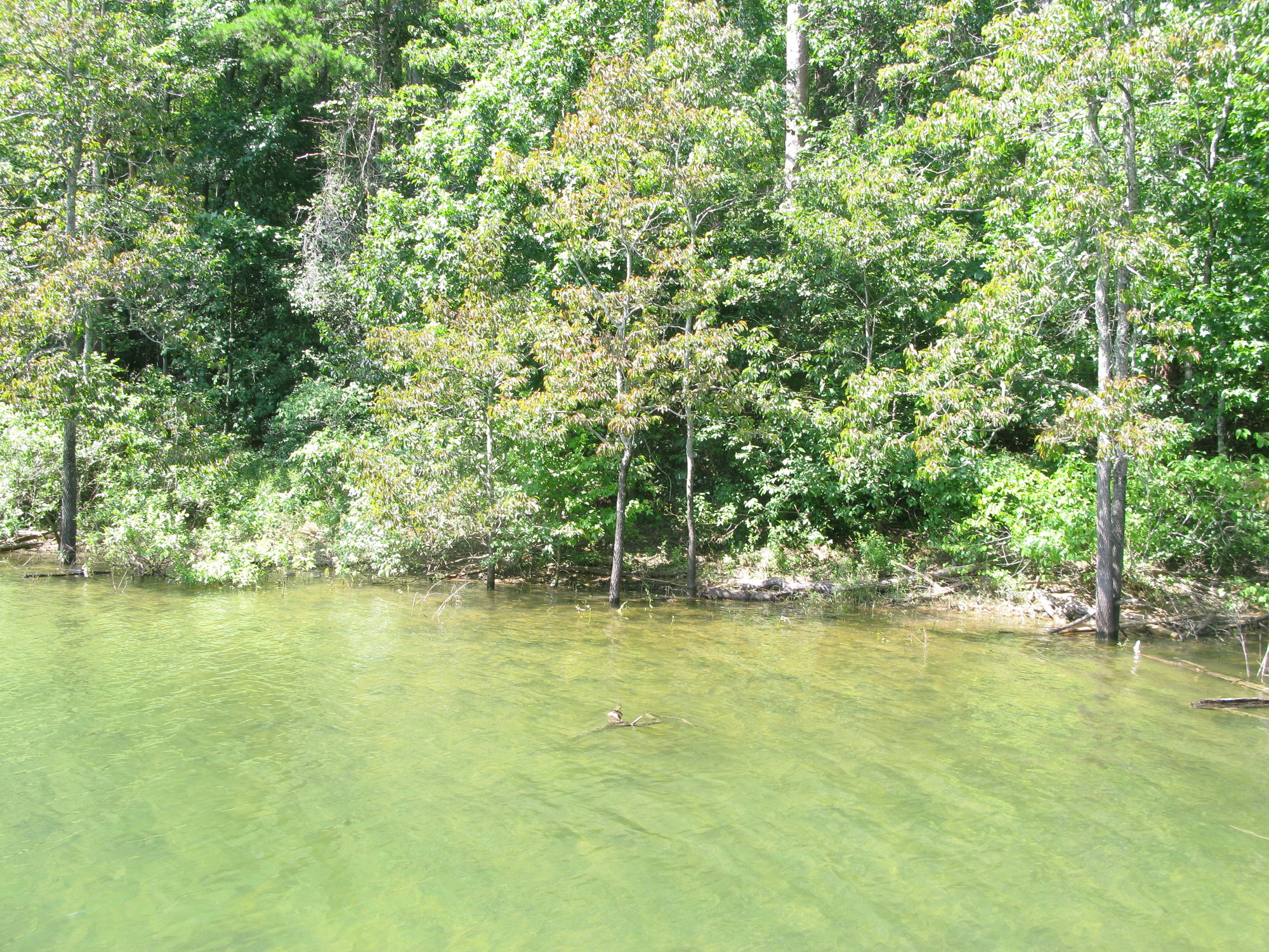 GRSM Accuracy Assessment. Plot Code: GRSM_AA_0006_2