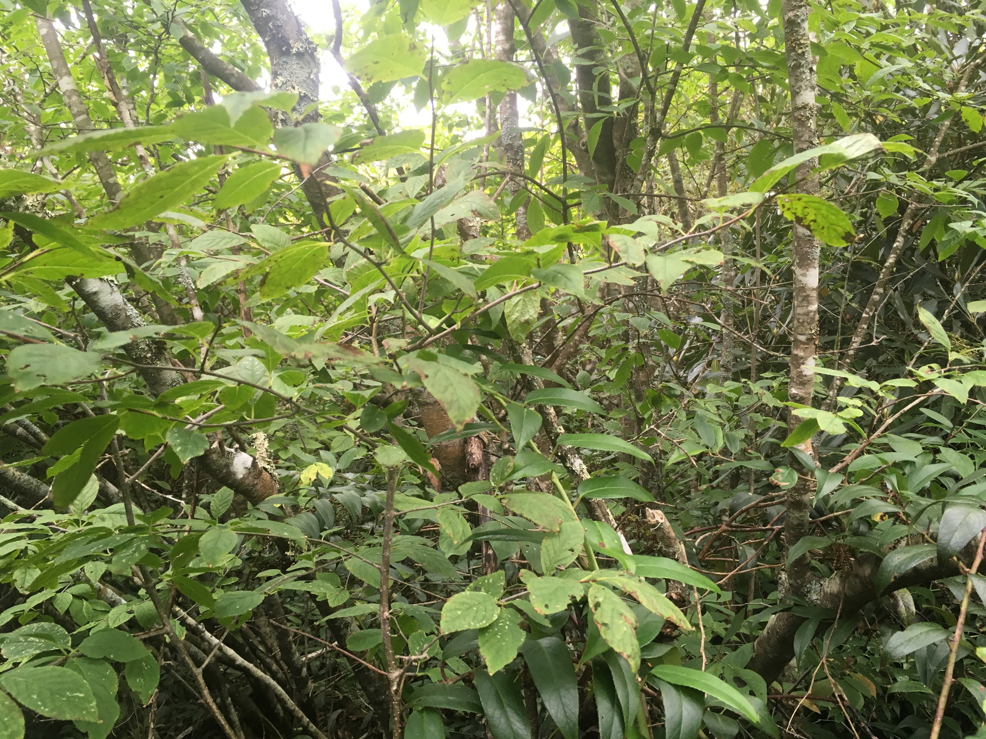 GRSM Accuracy Assessment. Plot Code: GRSM_AA_0395_5