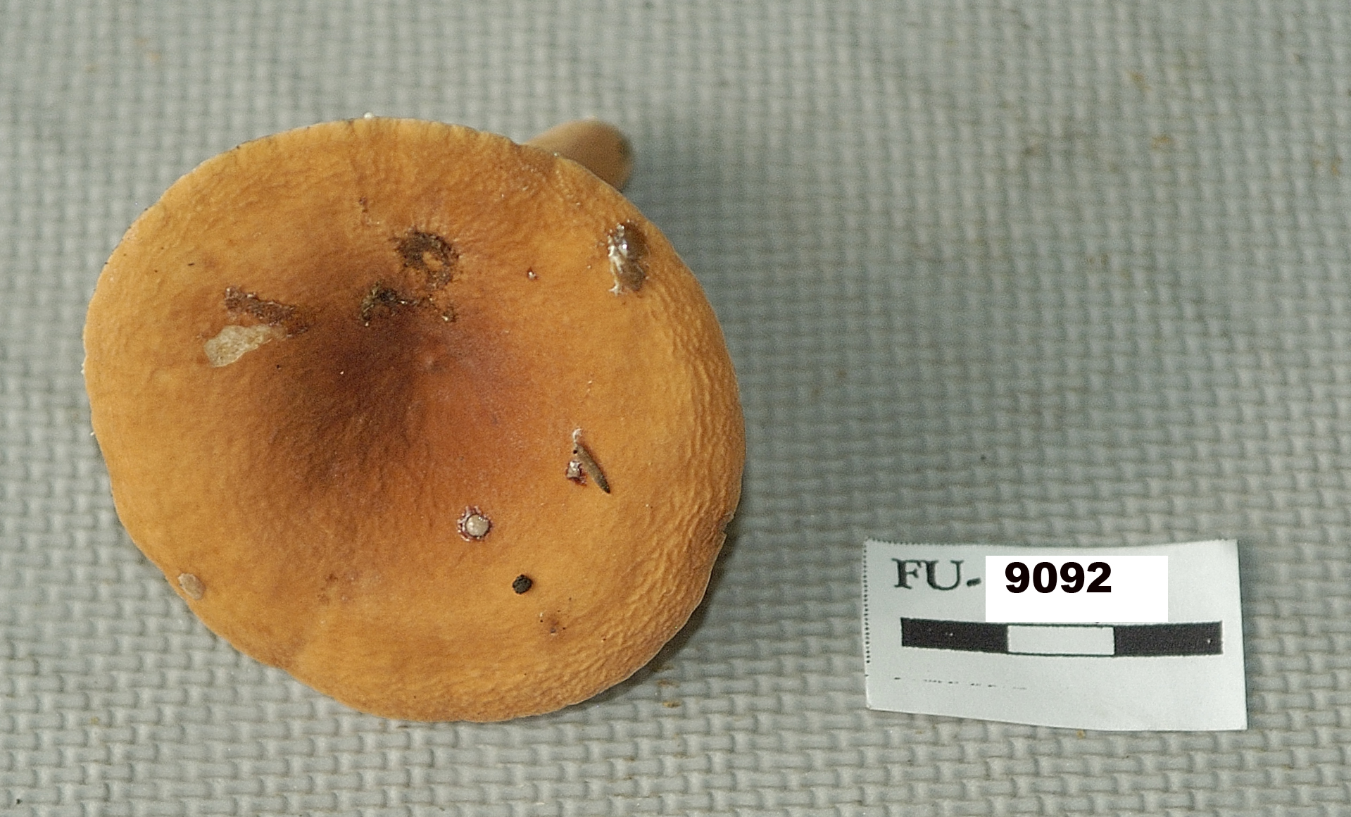 Image of Lactarius hygrophoroides, a species of fungi.