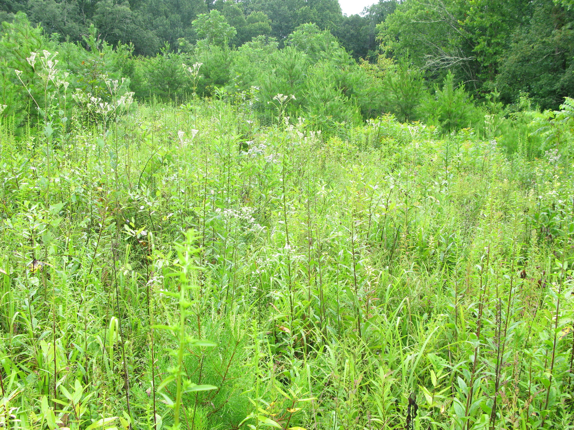 Plot Code: GRSM_AA_0653_6