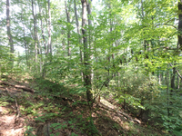 GRSM Accuracy Assessment. Plot Code: GRSM_AA_0260_2