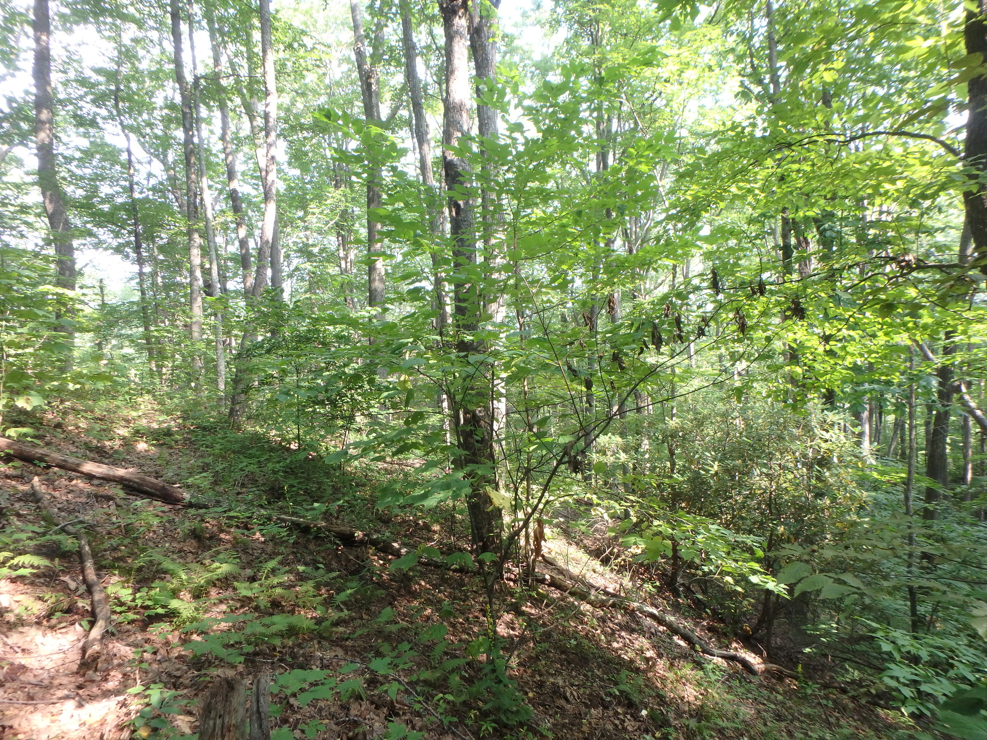 GRSM Accuracy Assessment. Plot Code: GRSM_AA_0260_2