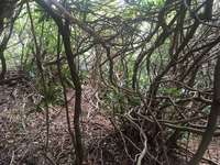 GRSM Accuracy Assessment. Plot Code: GRSM_AA_0406_6