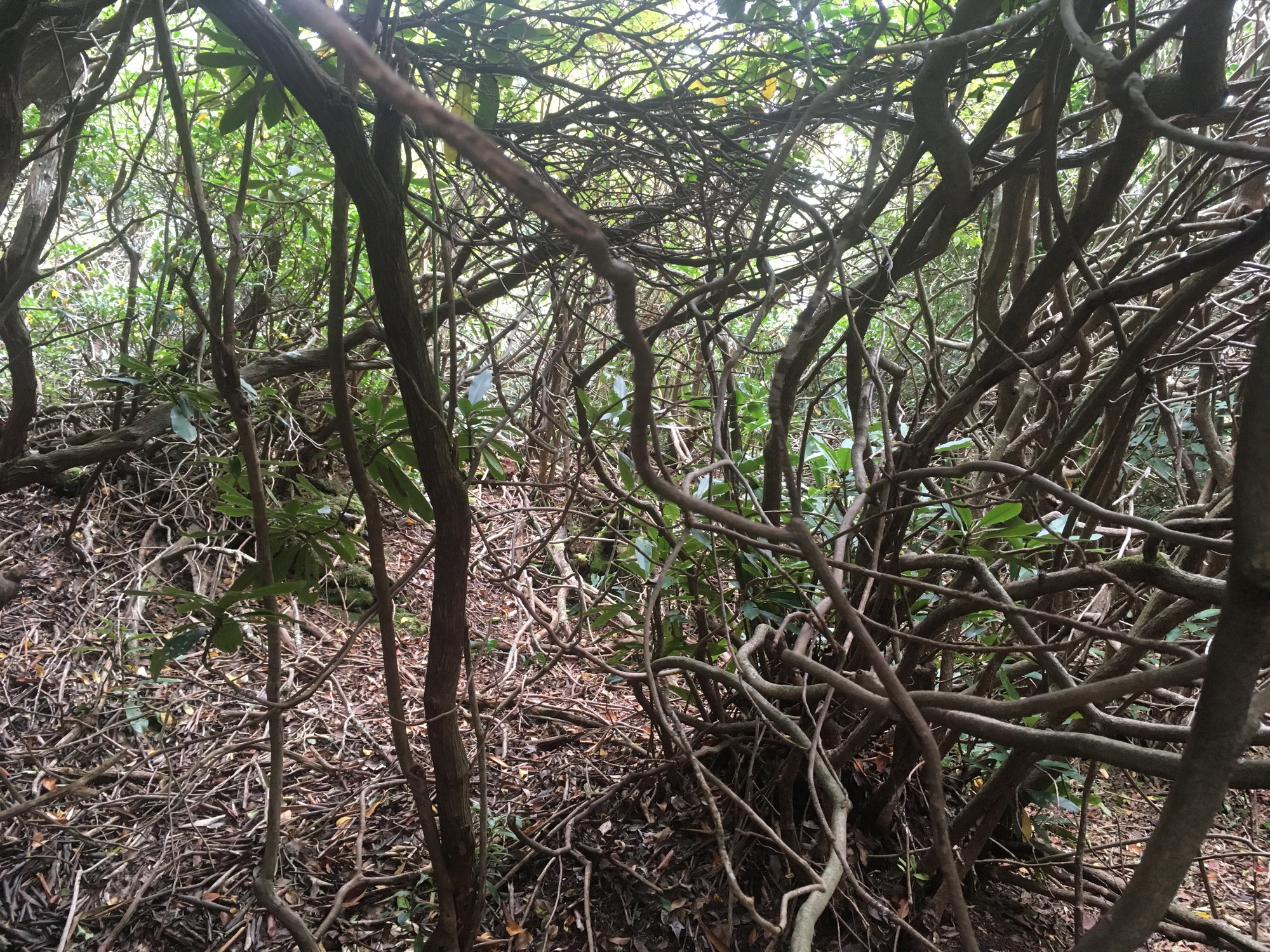 GRSM Accuracy Assessment. Plot Code: GRSM_AA_0406_6