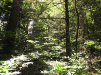 Plot Code: GRSM_AA_0498_4