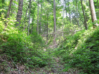 GRSM Accuracy Assessment. Plot Code: GRSM_AA_0974_6