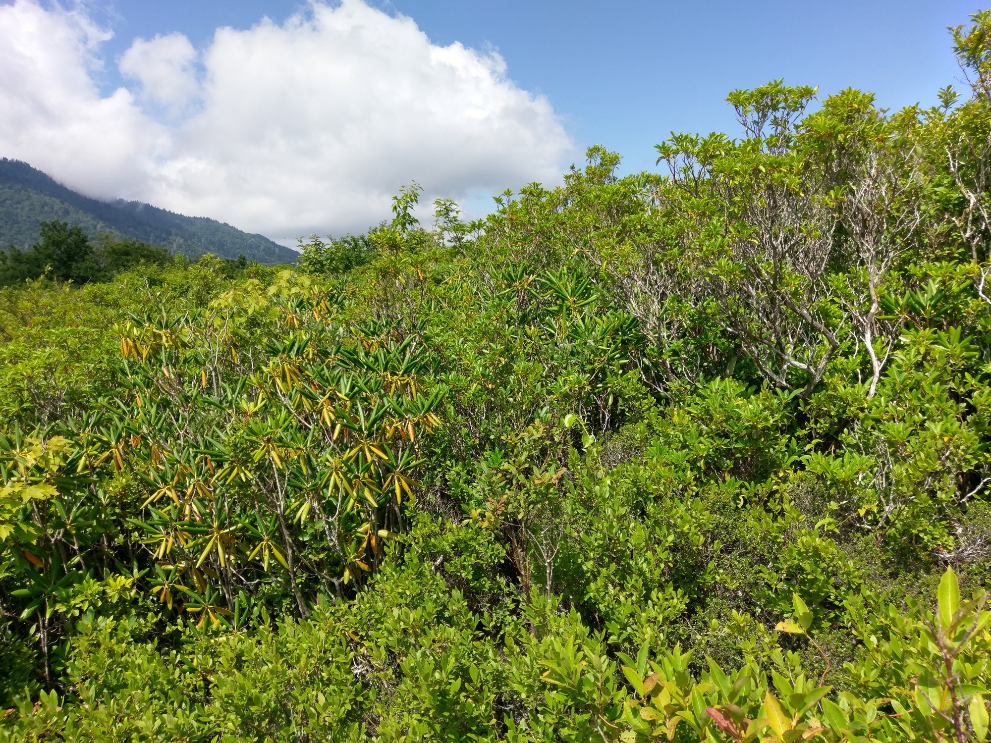 Plot Code: GRSM_AA_0389_5