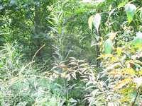 GRSM Accuracy Assessment. Plot Code: GRSM_AA_0711_4