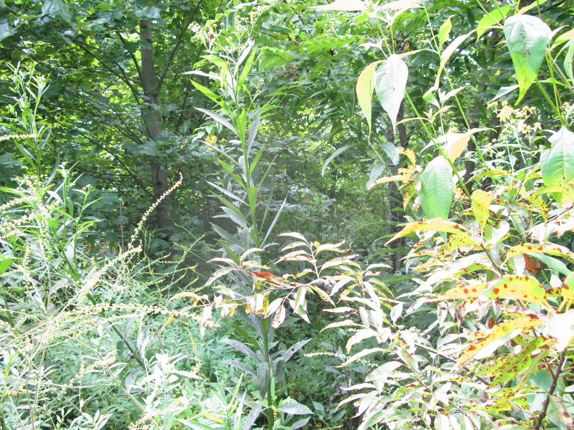 GRSM Accuracy Assessment. Plot Code: GRSM_AA_0711_4