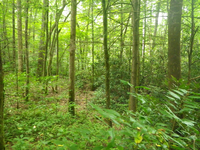 GRSM Accuracy Assessment. Plot Code: GRSM_AA_0664_5