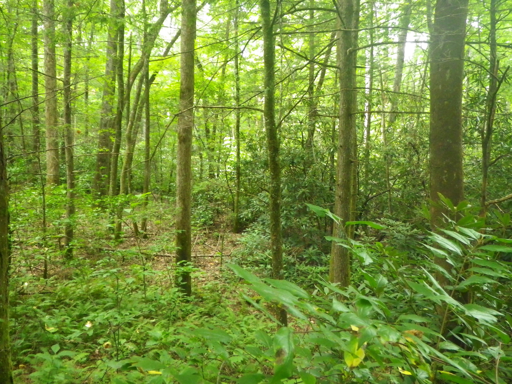 GRSM Accuracy Assessment. Plot Code: GRSM_AA_0664_5