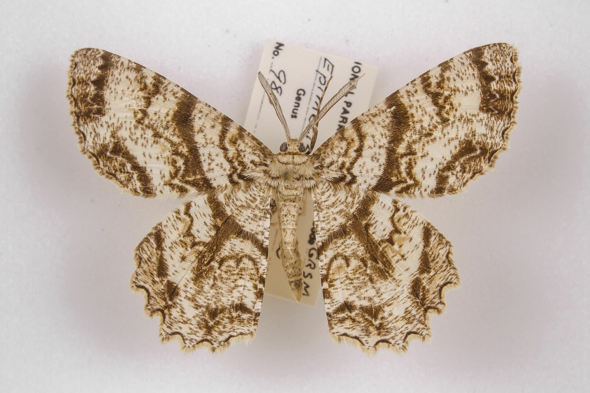 Image of Epimecis hortaria, a species of Animalia