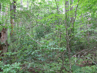 GRSM Accuracy Assessment. Plot Code: GRSM_AA_0078_3