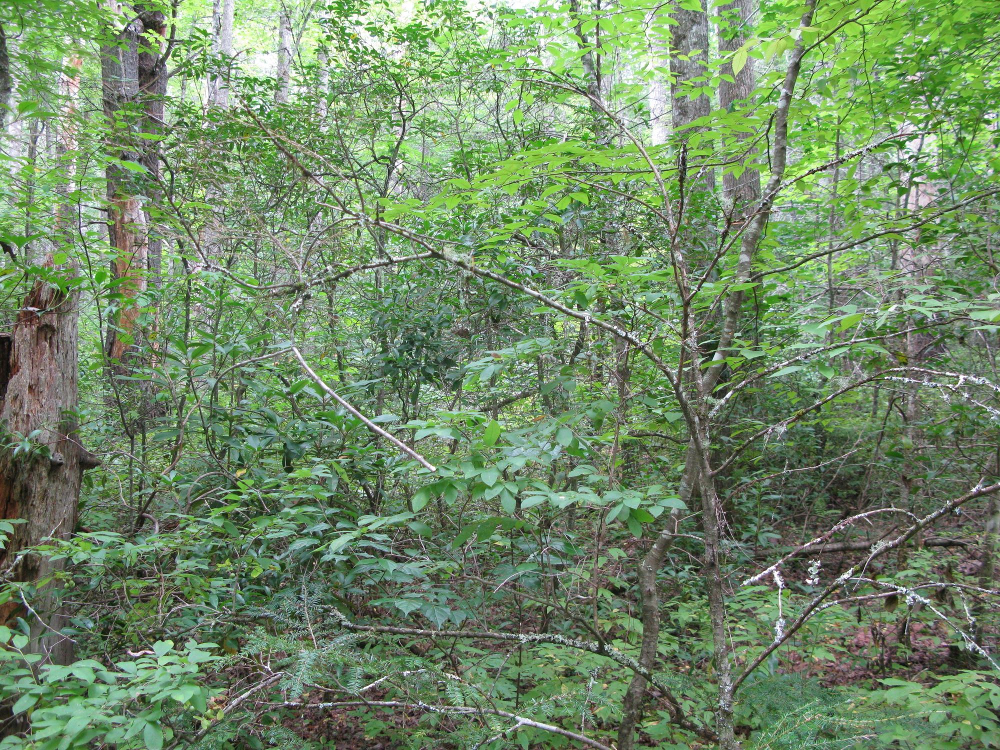 GRSM Accuracy Assessment. Plot Code: GRSM_AA_0078_3