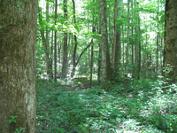 GRSM Accuracy Assessment. Plot Code: GRSM_AA_0293_4