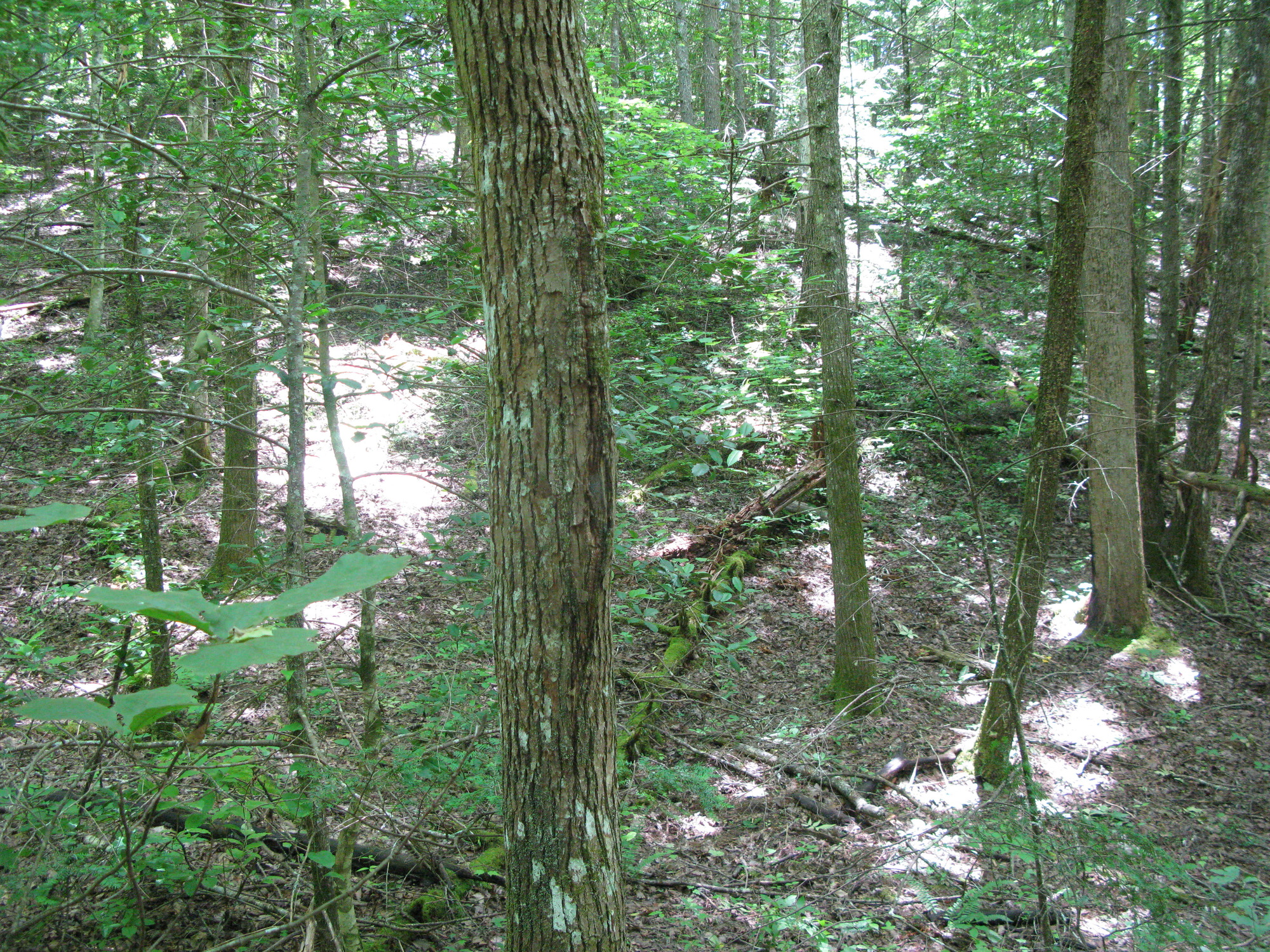 GRSM Accuracy Assessment. Plot Code: GRSM_AA_0520_4