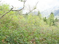 GRSM Accuracy Assessment. Plot Code: GRSM_AA_0970_6