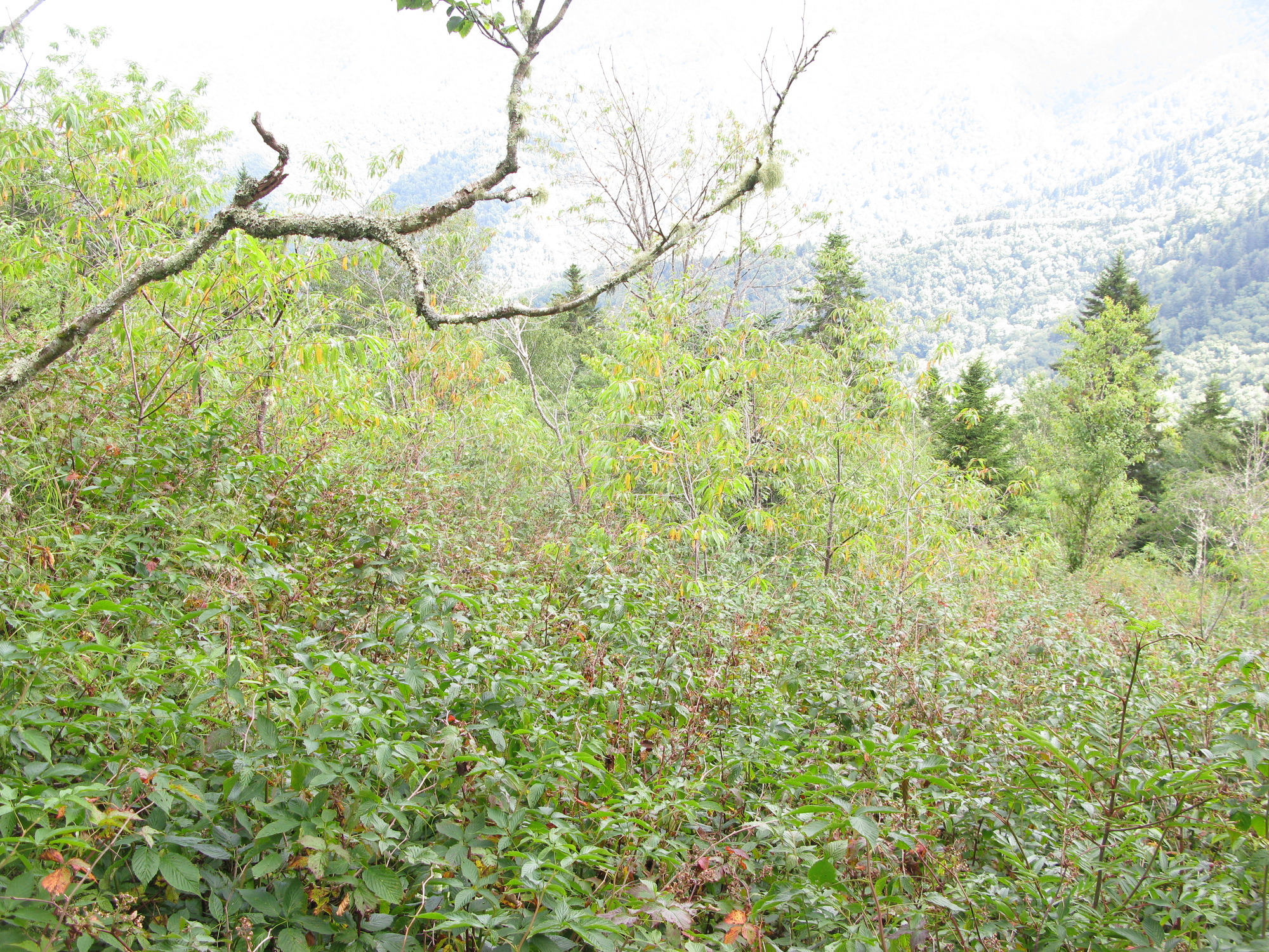 GRSM Accuracy Assessment. Plot Code: GRSM_AA_0970_6