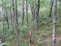 GRSM Accuracy Assessment. Plot Code: GRSM_AA_0215_5