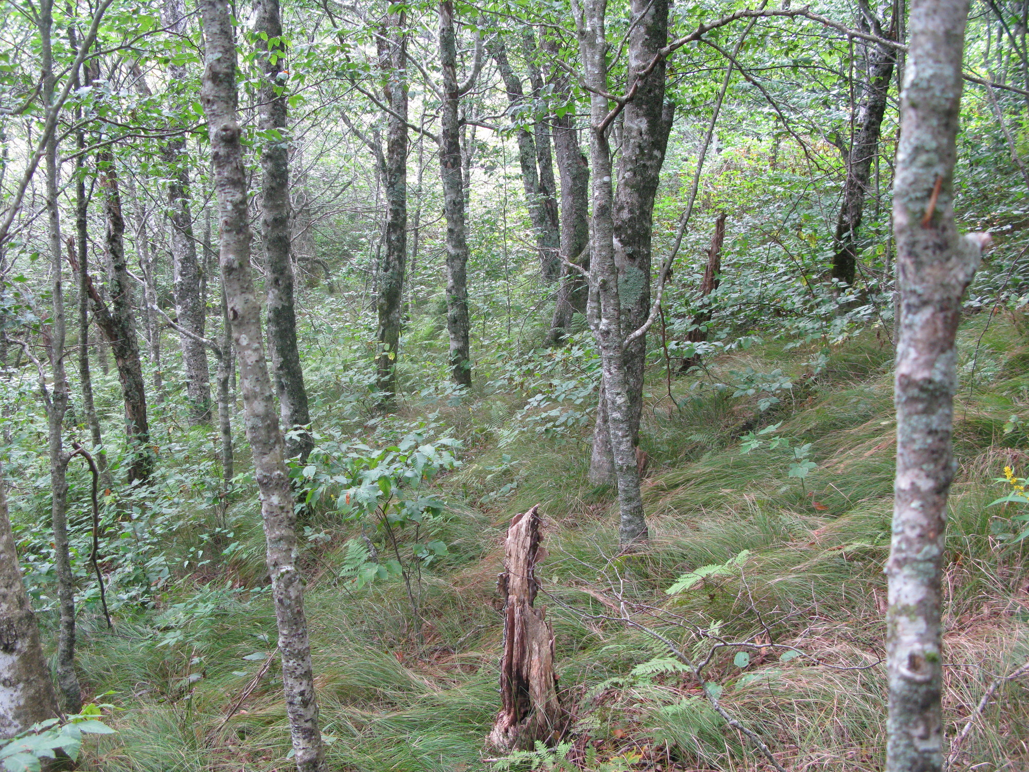 GRSM Accuracy Assessment. Plot Code: GRSM_AA_0215_5