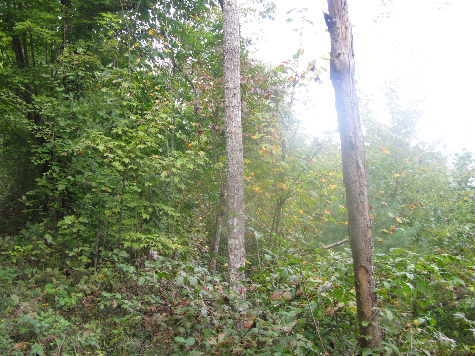 GRSM Accuracy Assessment. Plot Code: GRSM_AA_0680_6