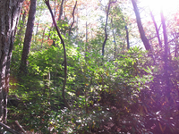 GRSM Accuracy Assessment. Plot Code: GRSM_AA_0330_3