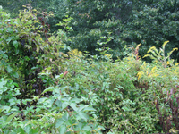 GRSM Accuracy Assessment. Plot Code: GRSM_AA_0071_6