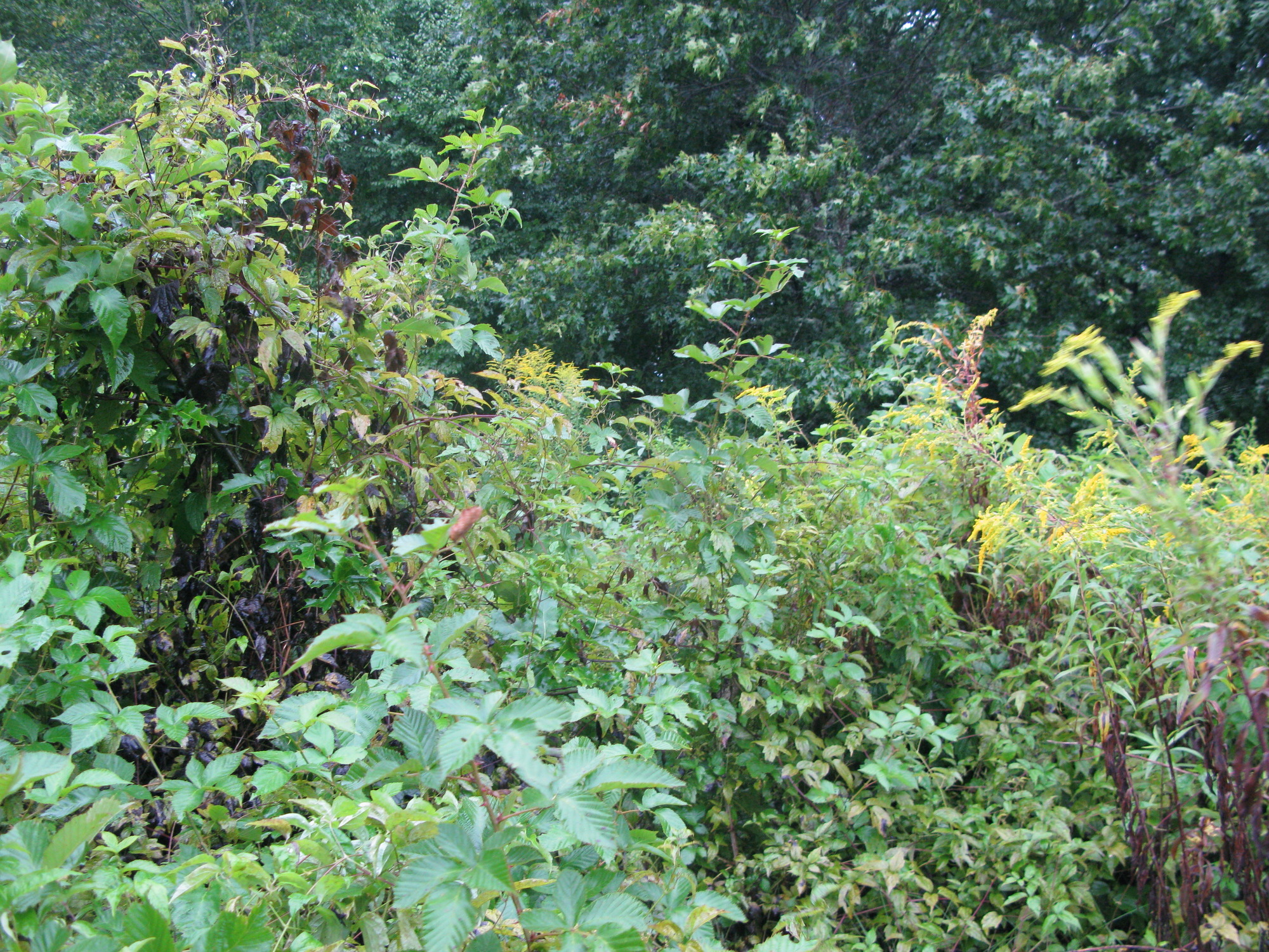 GRSM Accuracy Assessment. Plot Code: GRSM_AA_0071_6