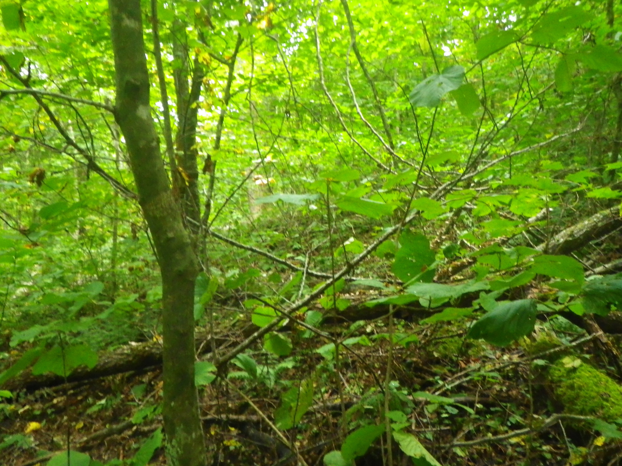 GRSM Accuracy Assessment. Plot Code: GRSM_AA_0618_3