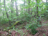 GRSM Accuracy Assessment. Plot Code: GRSM_AA_0004_4