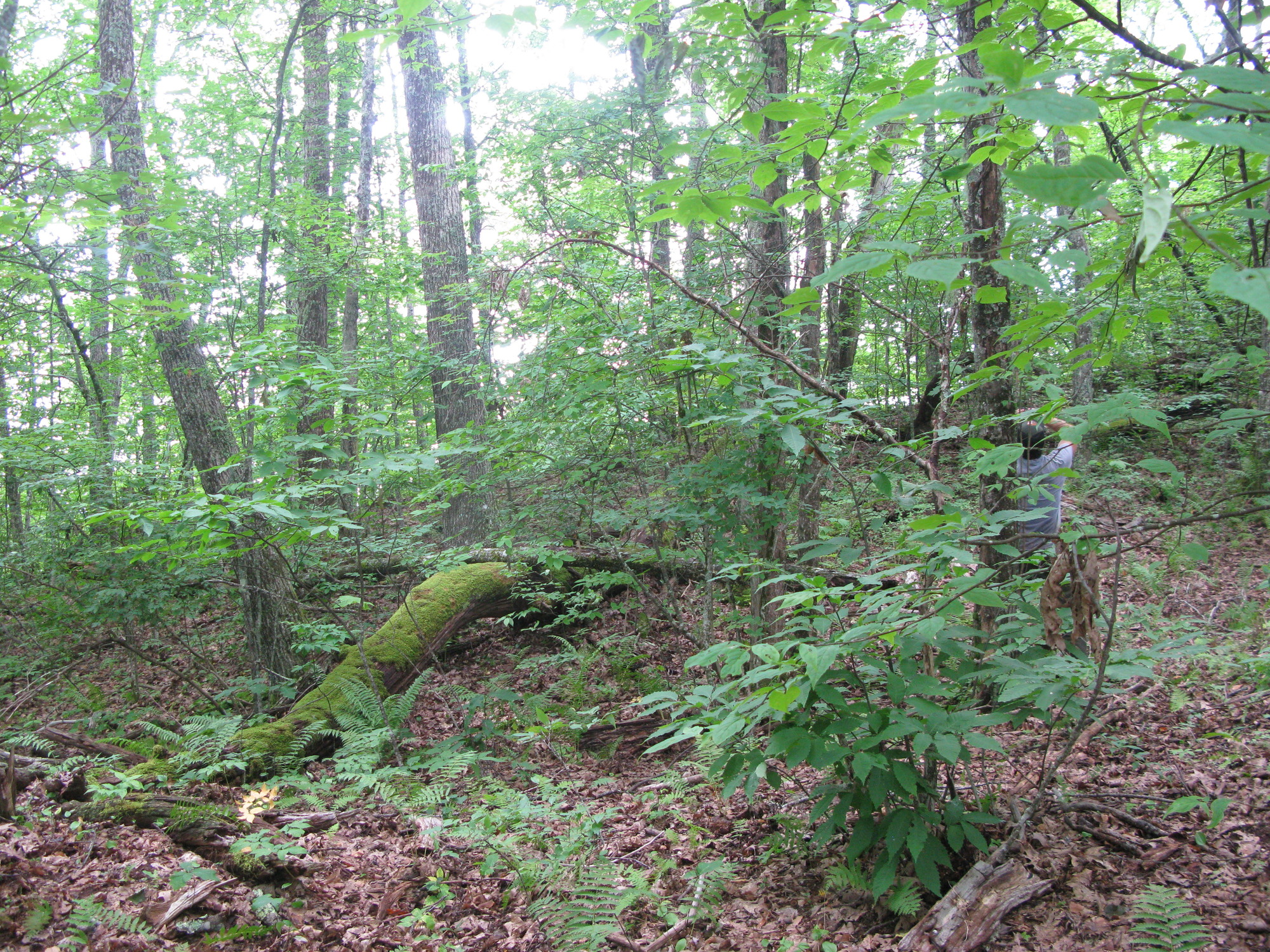 GRSM Accuracy Assessment. Plot Code: GRSM_AA_0004_4