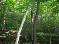 GRSM Accuracy Assessment. Plot Code: GRSM_AA_0287_2