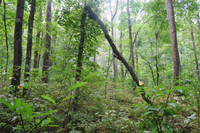 GRSM Accuracy Assessment. Plot Code: GRSM_AA_0757_6