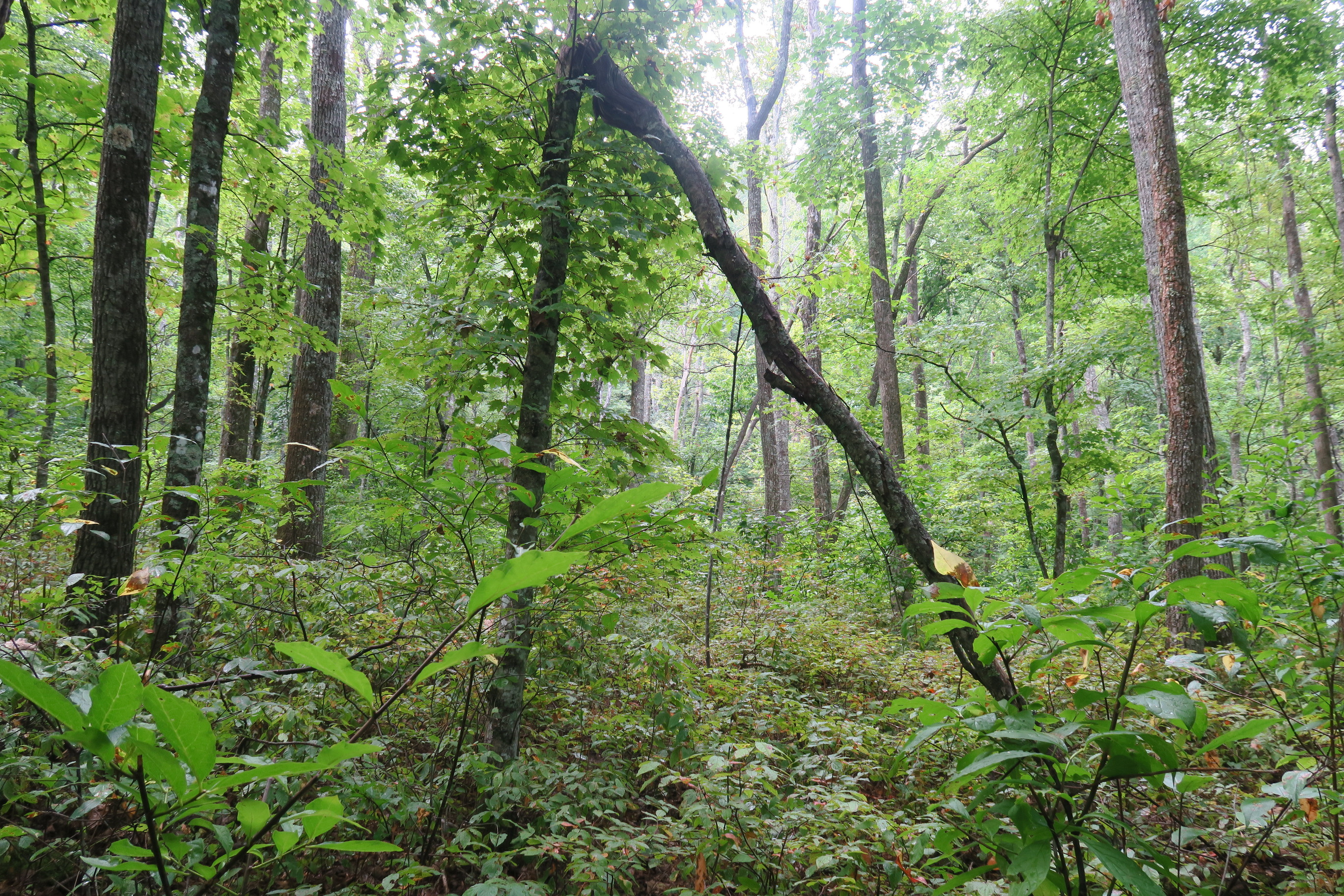 GRSM Accuracy Assessment. Plot Code: GRSM_AA_0757_6