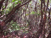 GRSM Accuracy Assessment. Plot Code: GRSM_AA_0312_6