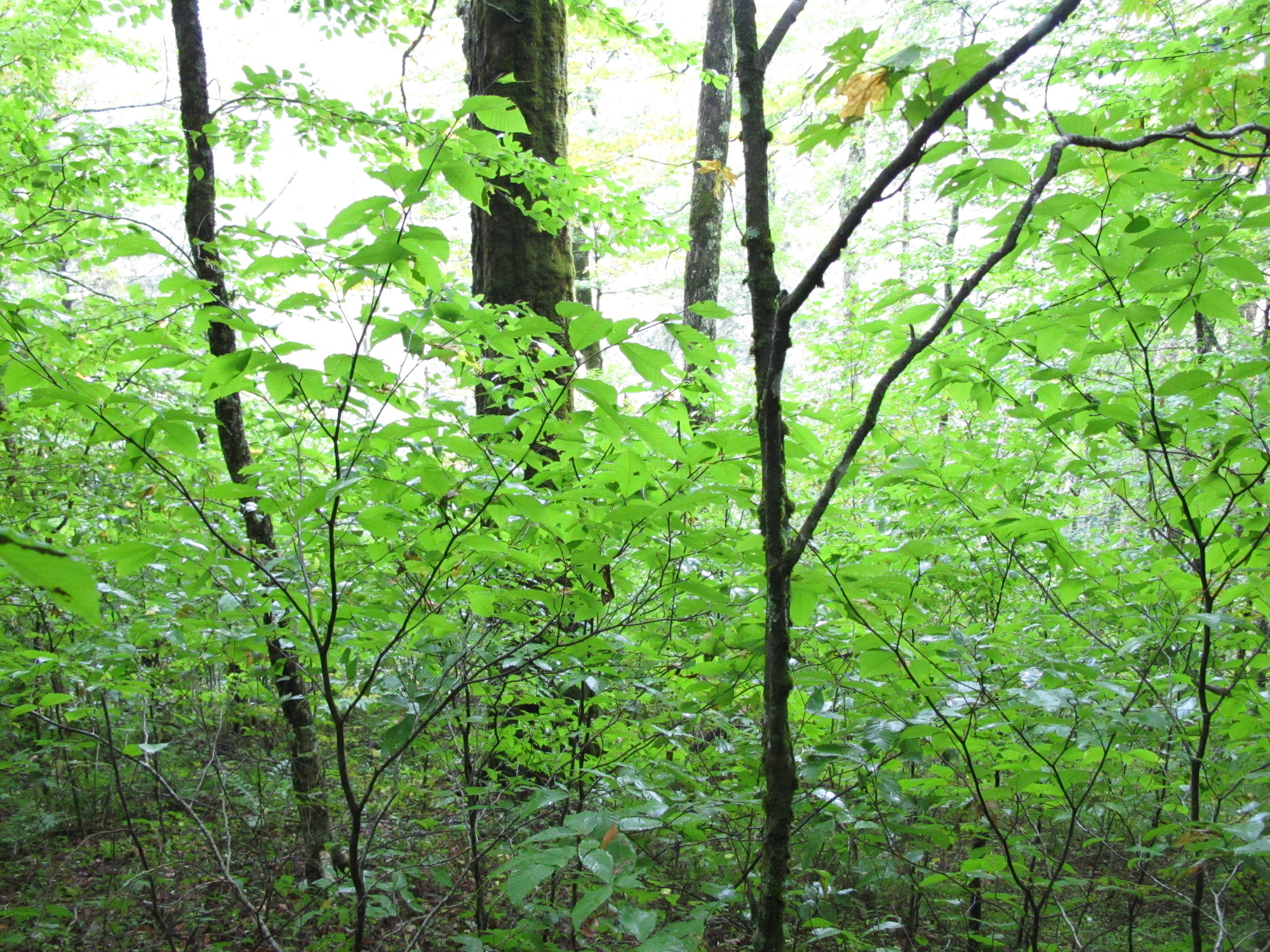 GRSM Accuracy Assessment. Plot Code: GRSM_AA_0788_5