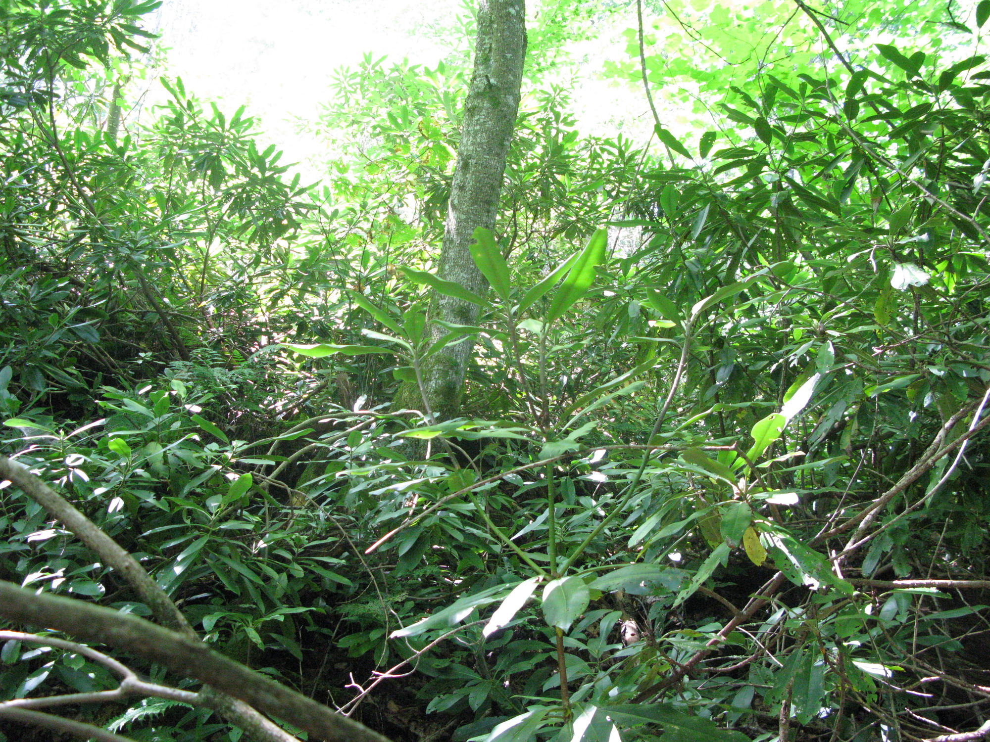 GRSM Accuracy Assessment. Plot Code: GRSM_AA_0644_4