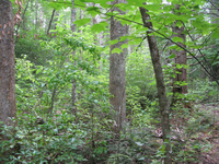 GRSM Accuracy Assessment. Plot Code: GRSM_AA_0078_4