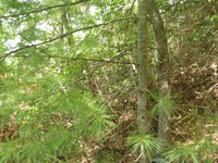 GRSM Accuracy Assessment. Plot Code: GRSM_AA_0327_2