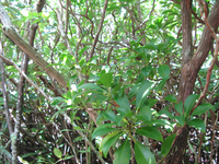 GRSM Accuracy Assessment. Plot Code: GRSM_AA_0568_2