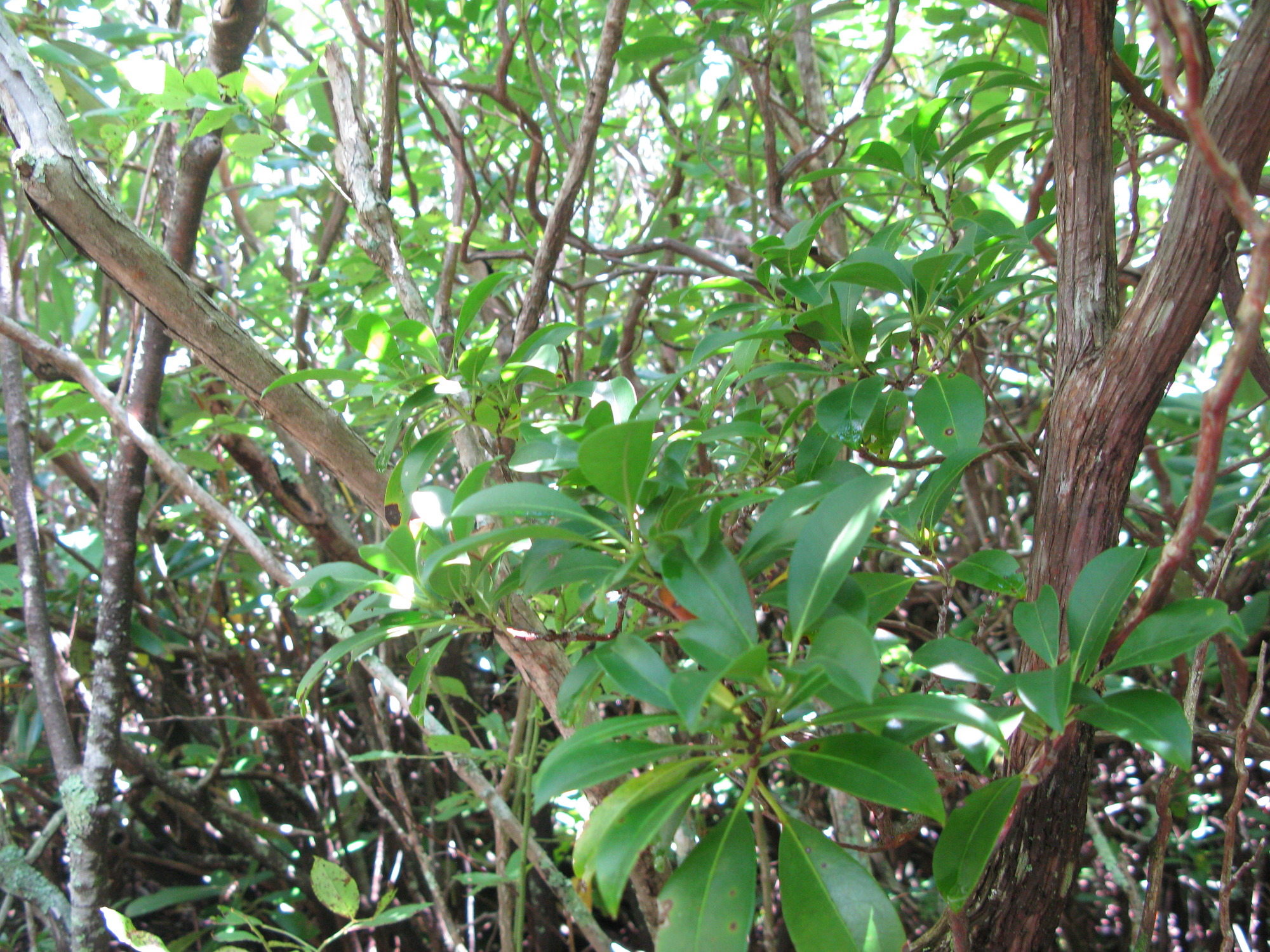 GRSM Accuracy Assessment. Plot Code: GRSM_AA_0568_2