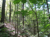 GRSM Accuracy Assessment. Plot Code: GRSM_AA_0778_6