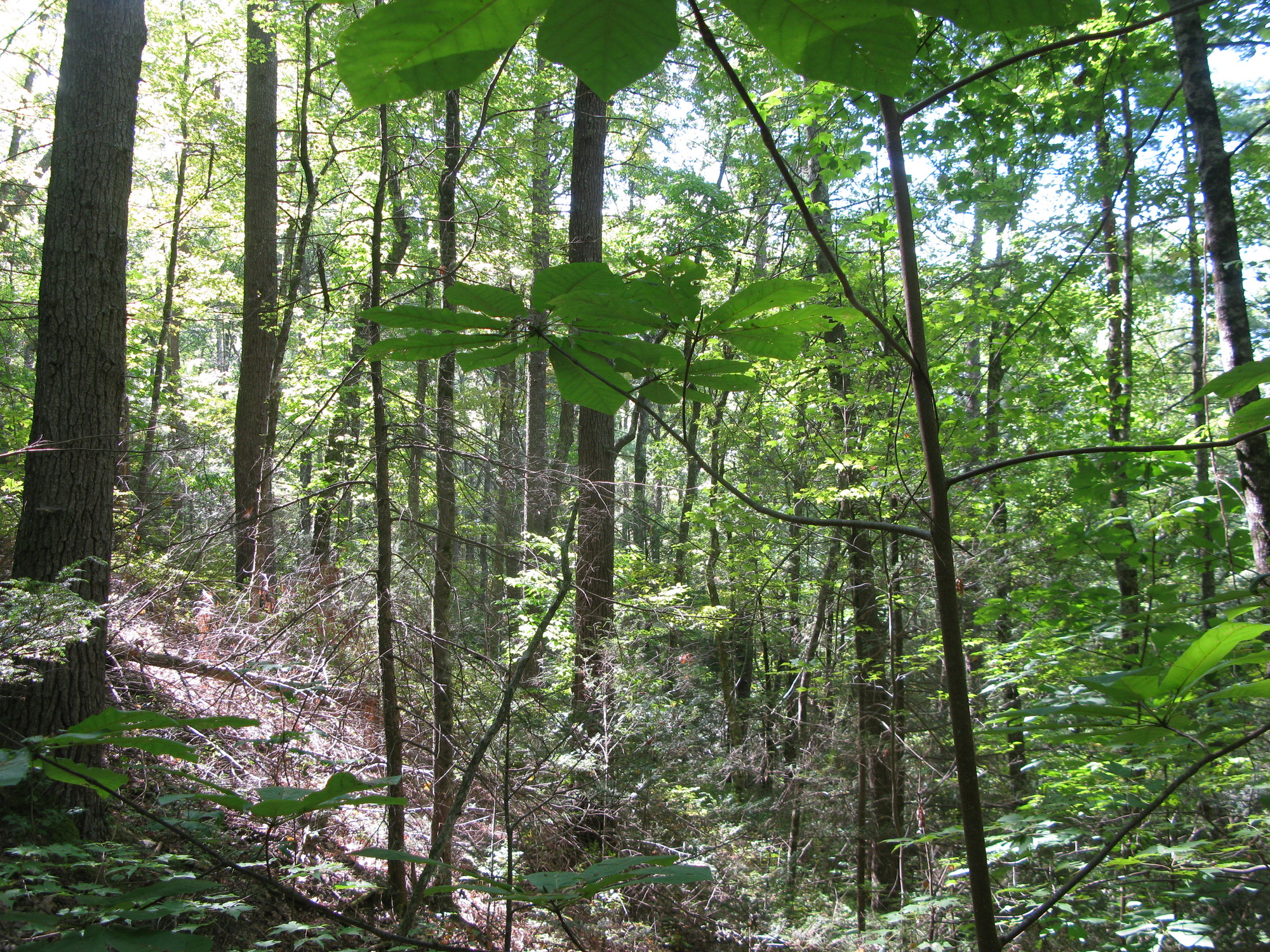 GRSM Accuracy Assessment. Plot Code: GRSM_AA_0778_6