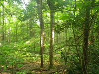 GRSM Accuracy Assessment. Plot Code: GRSM_AA_0421_2