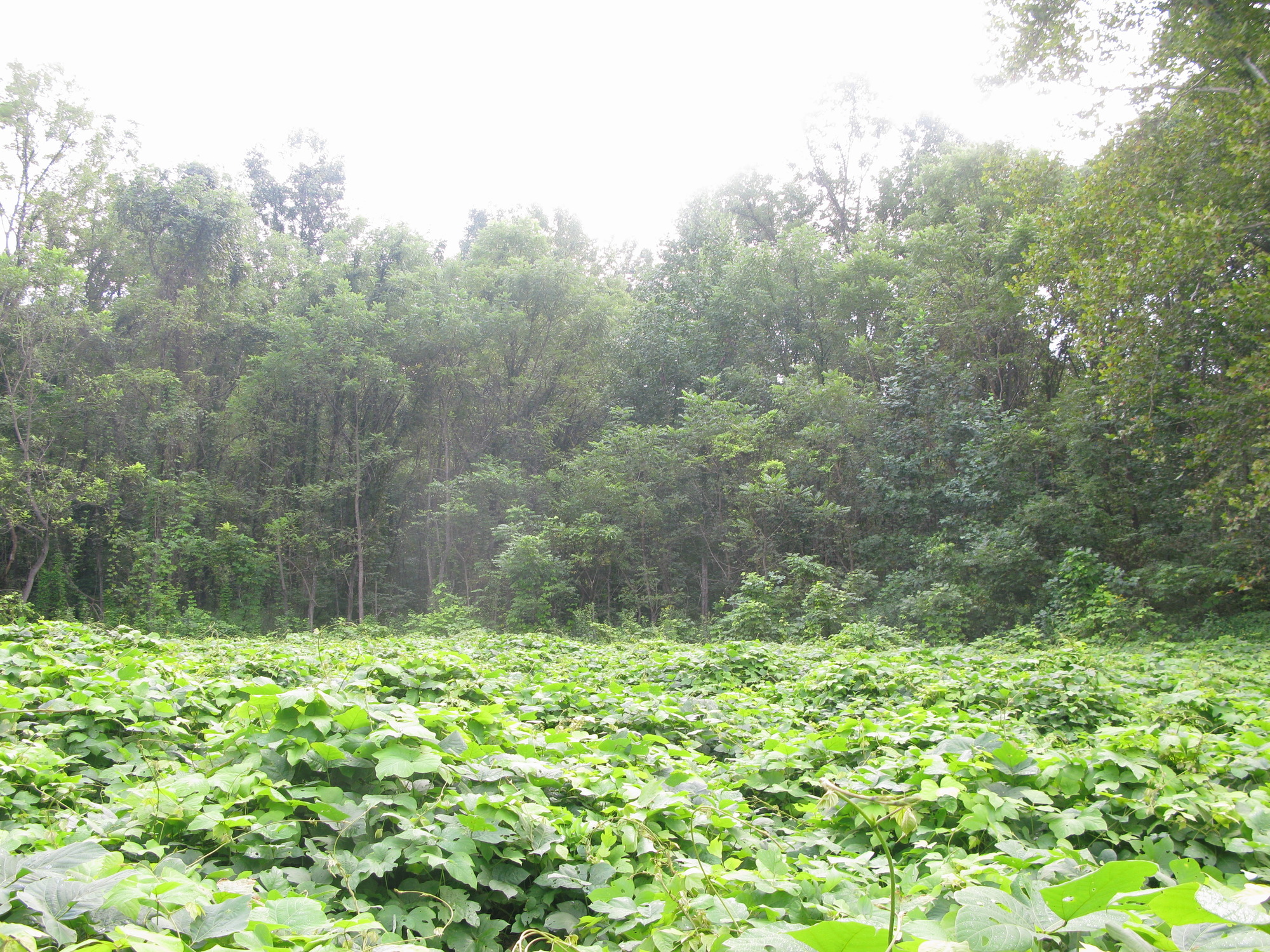 GRSM Accuracy Assessment. Plot Code: GRSM_AA_0347_3