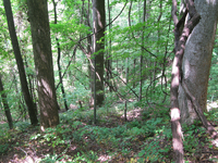 GRSM Accuracy Assessment. Plot Code: GRSM_AA_0950_2