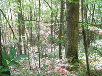 GRSM Accuracy Assessment. Plot Code: GRSM_AA_0038_4