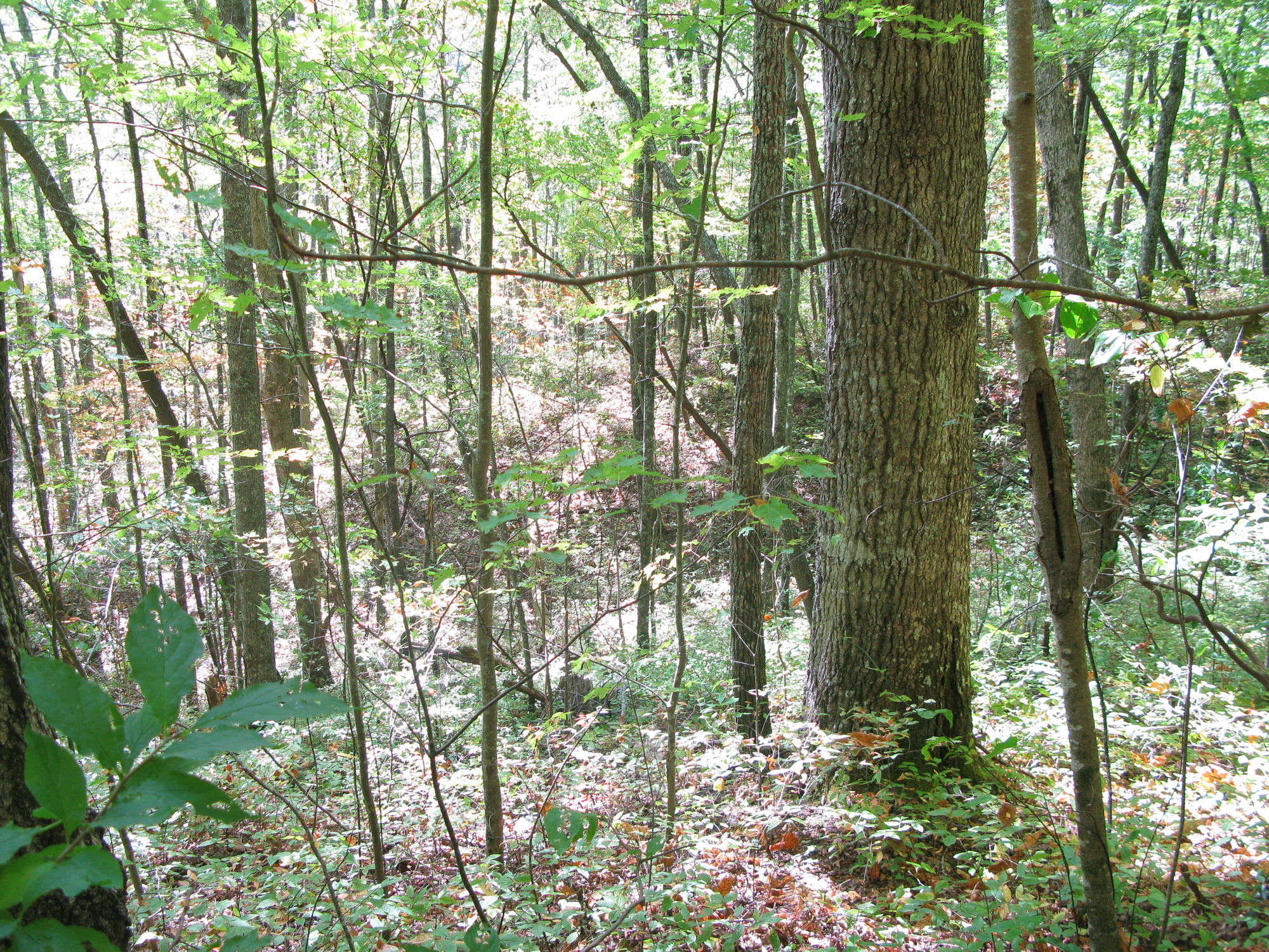 GRSM Accuracy Assessment. Plot Code: GRSM_AA_0038_4